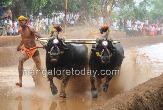 Baradi Beedu Kambala